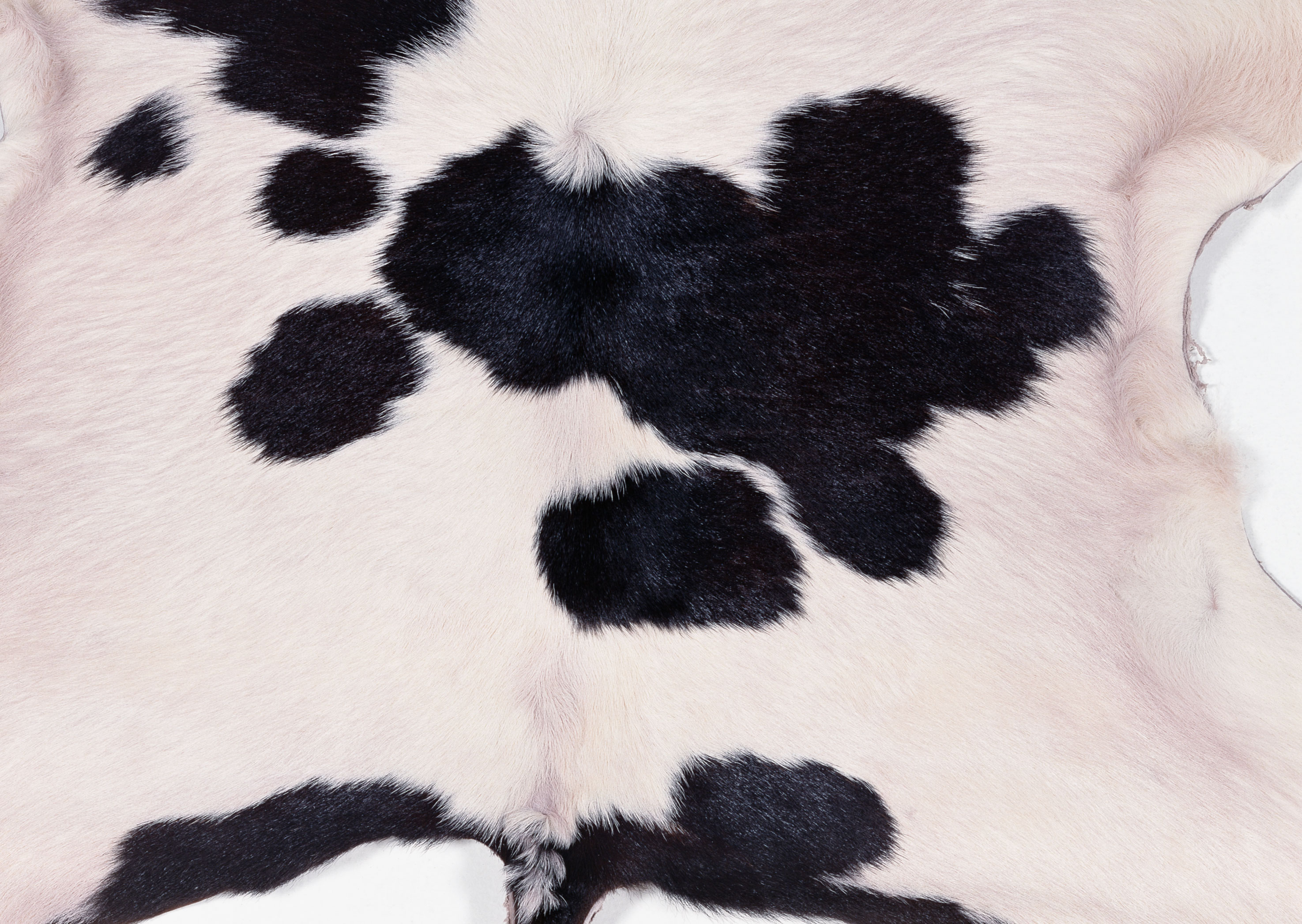 animal cow texture, background