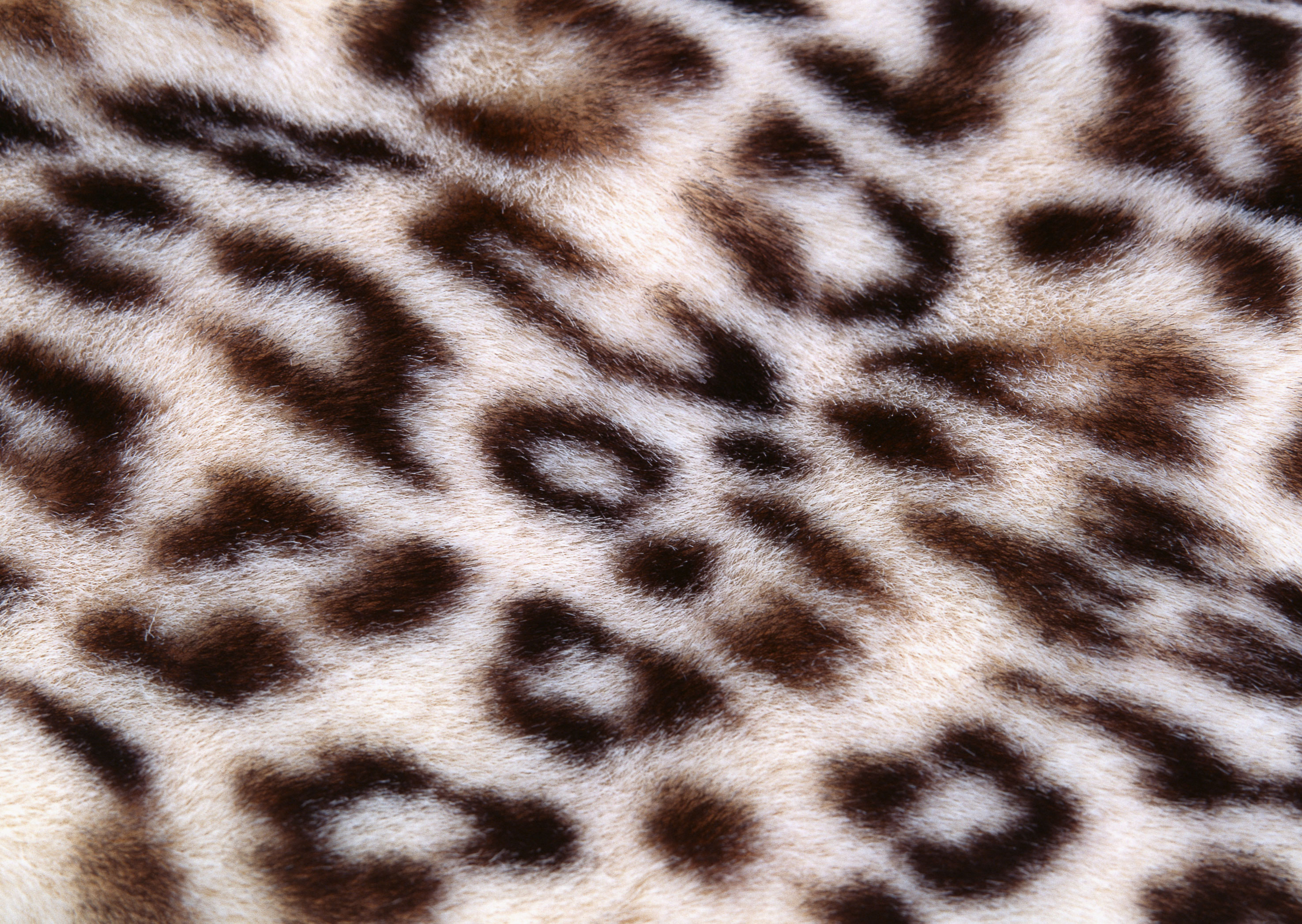 animal leopard skin texture, background