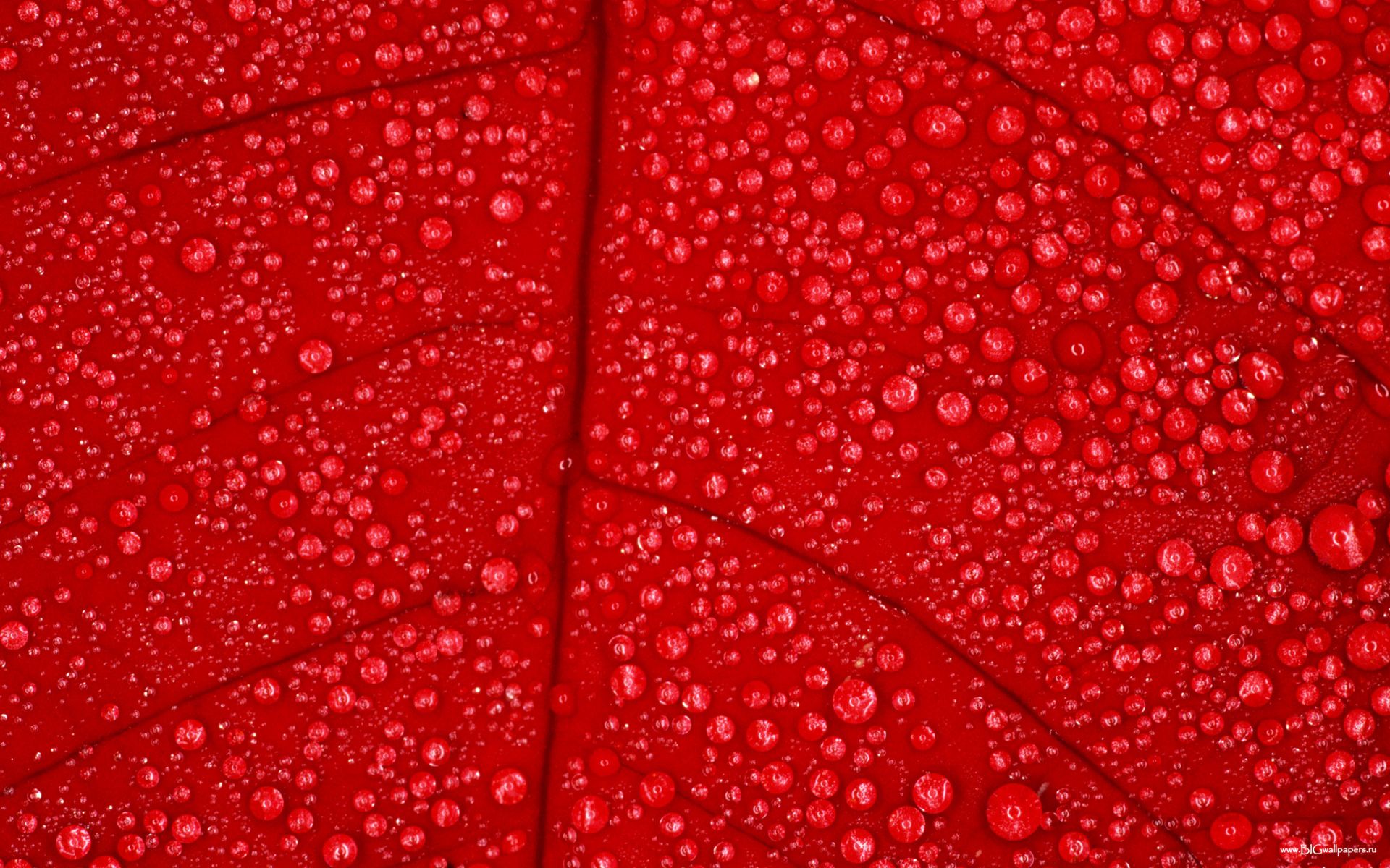 drops water leaf, red leaf wood, water drops texture, texture