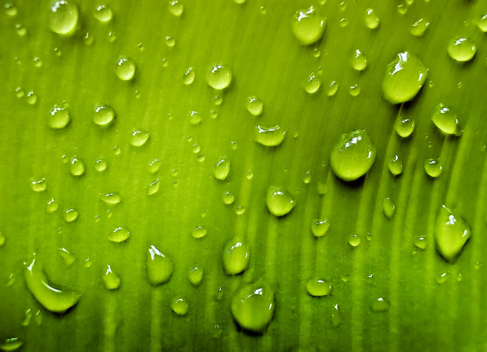 drops water leaf, leaf green, water drops texture, texture