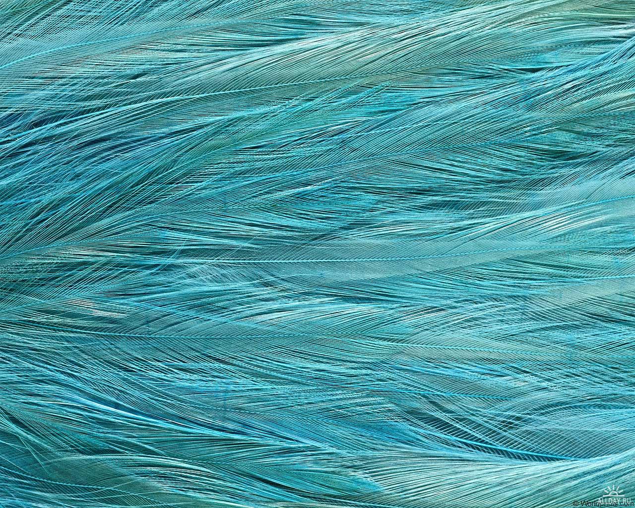 blue , texture feather, download background, photo, image, blue feather background texture
