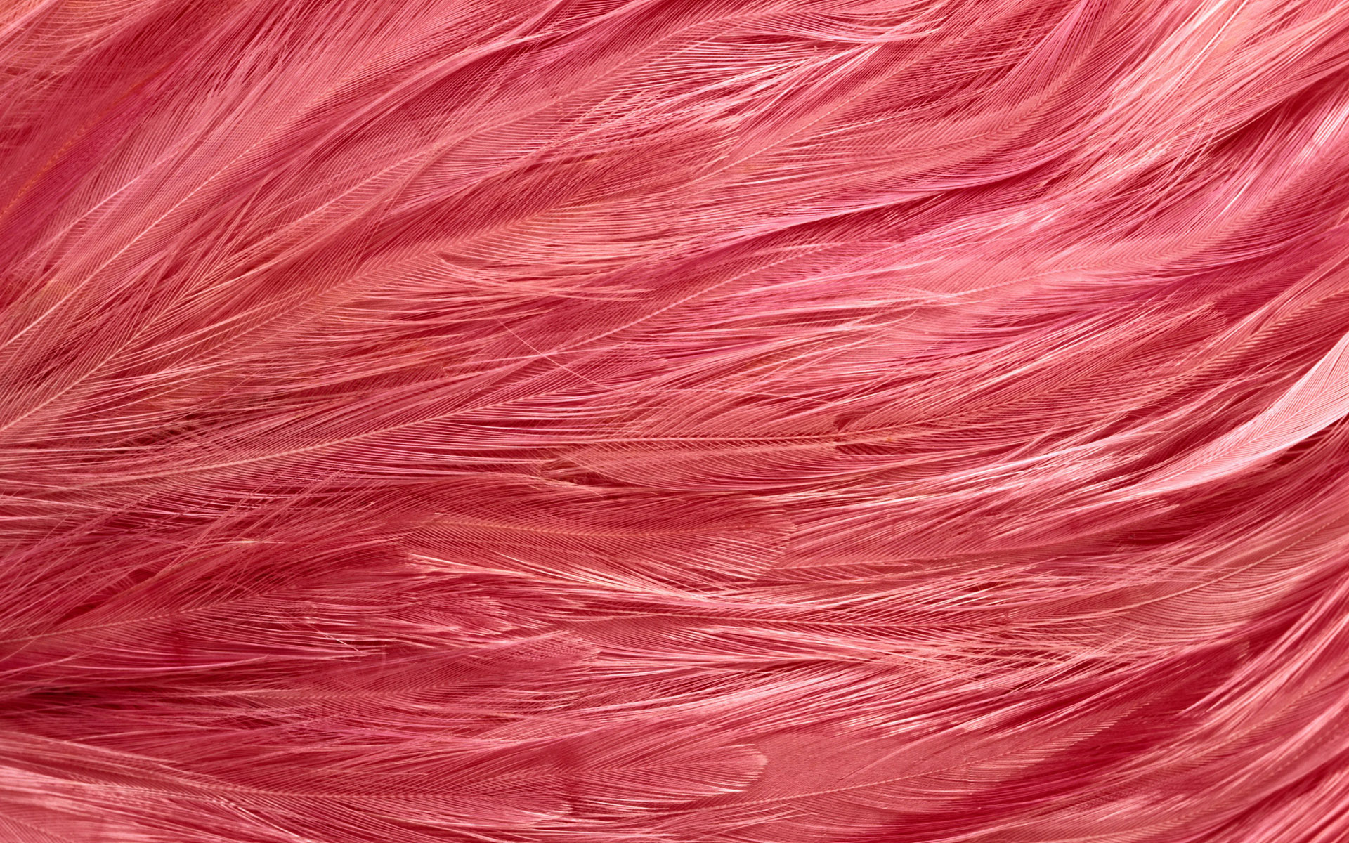  , texture feather, download background, photo, image, pink feather background texture