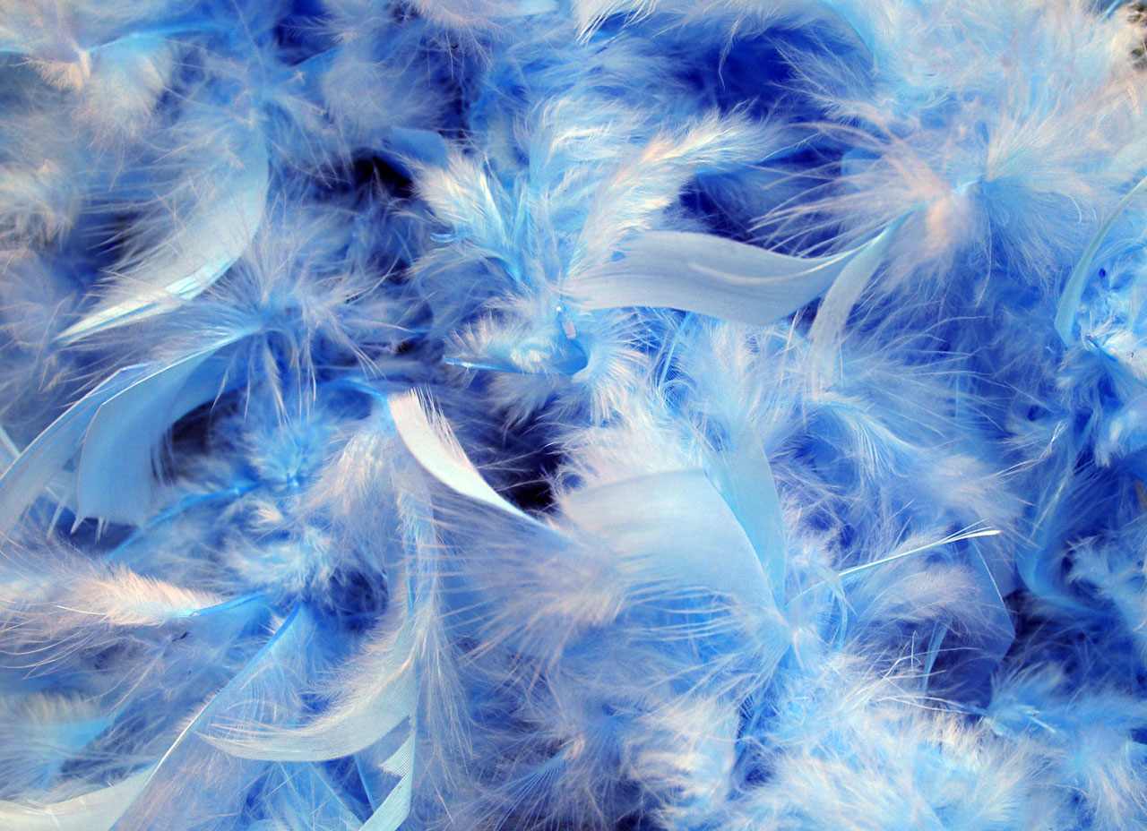  , texture feather, download background, photo, image, feather background texture