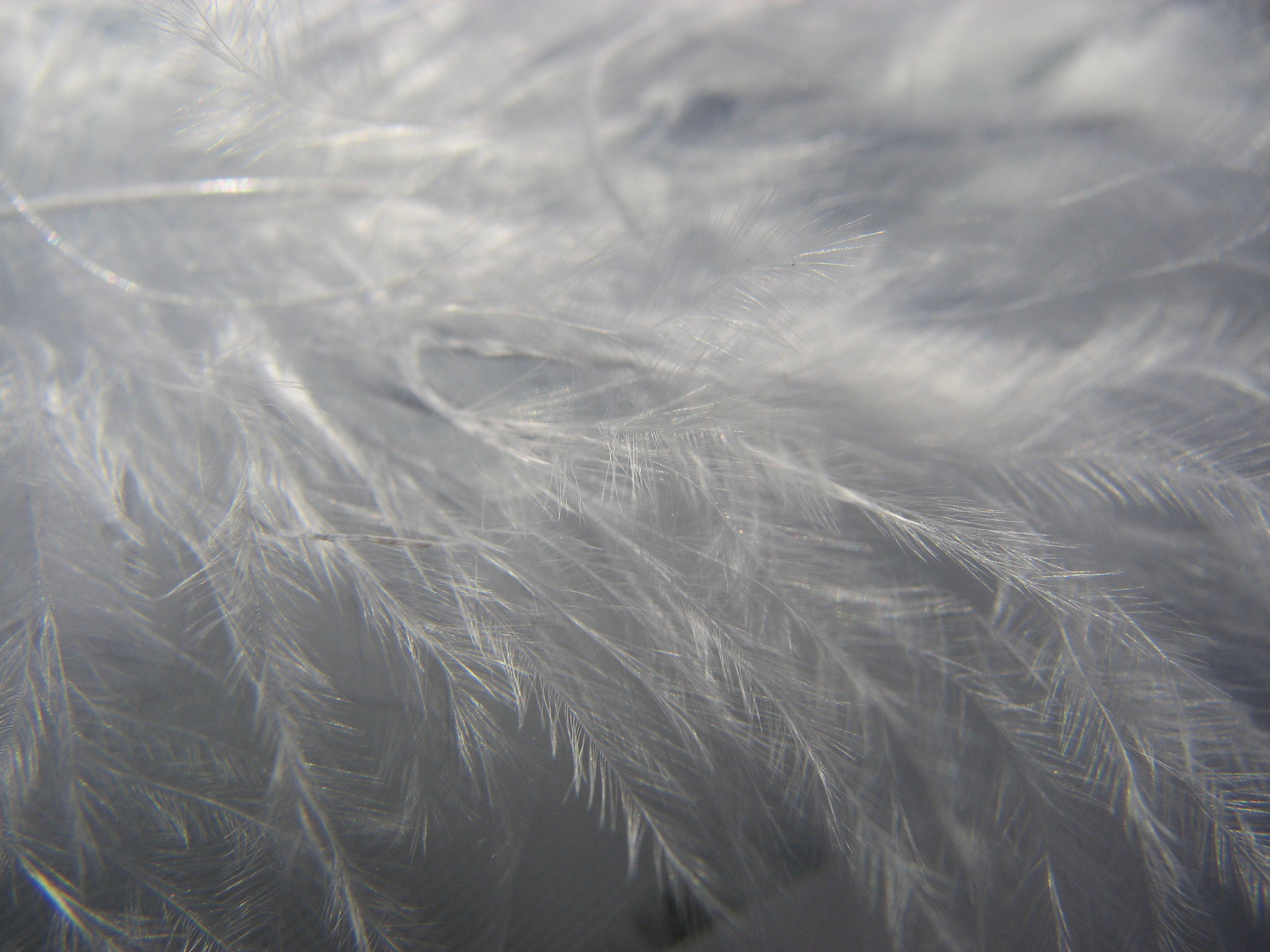  , texture feather, download background, photo, image, feathre background texture