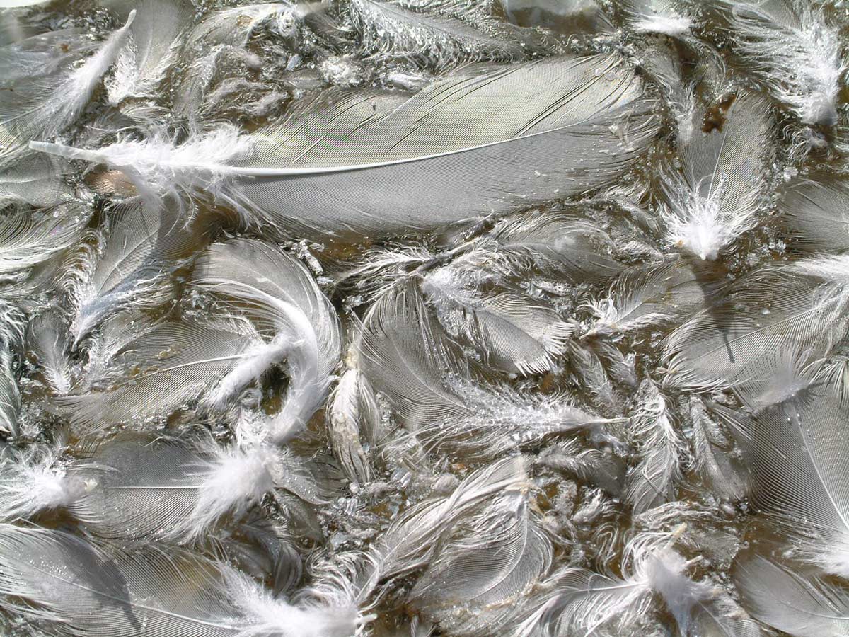  , texture feather, download background, photo, image, gray feather background texture