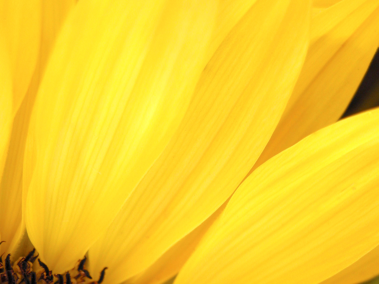 Yellow flower texture, flowers, flower background, flower texture