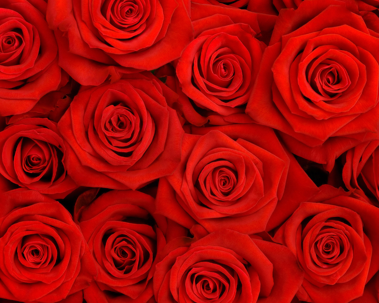 red , texture, flowers, flower background, flower texture