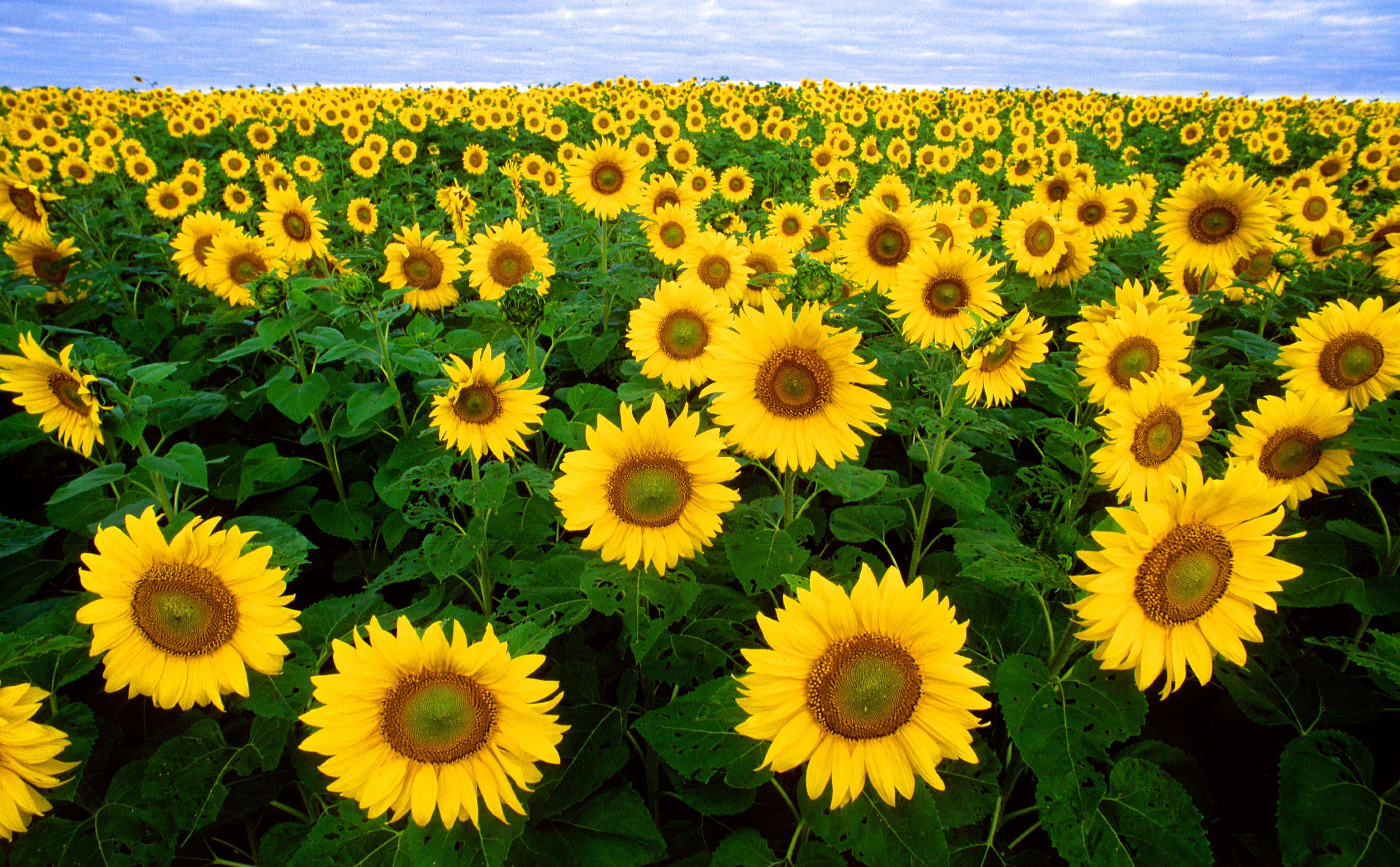 sunflowers, yellow, texture, flowers, flower background, flower texture