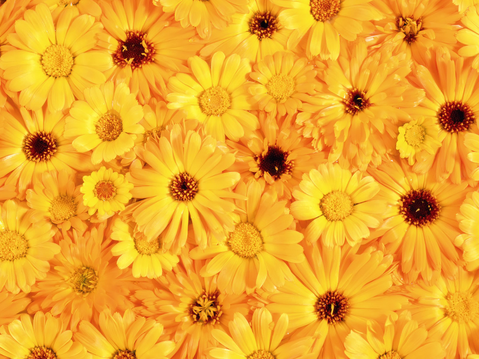 yellow flowers, texture, flowers, flower background, flower texture