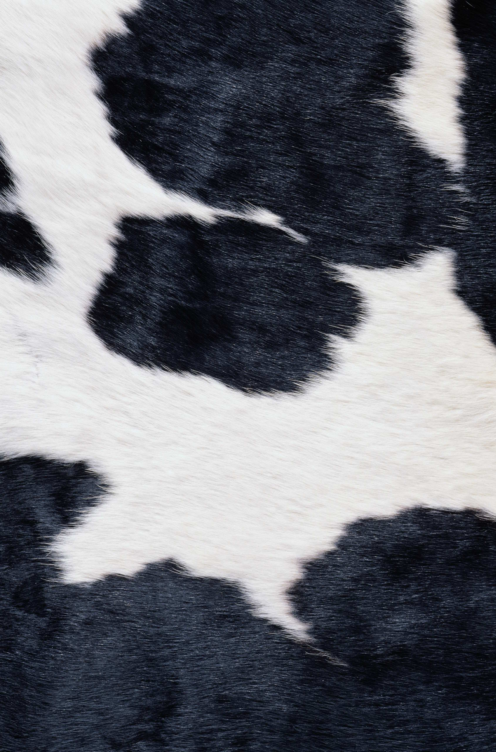  skin cows Thistle, texture fur, cow fur texture background, background