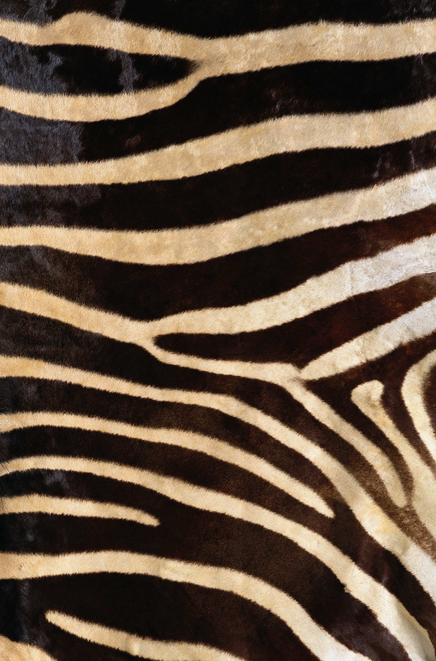  , texture fur, zebra fur texture background, background