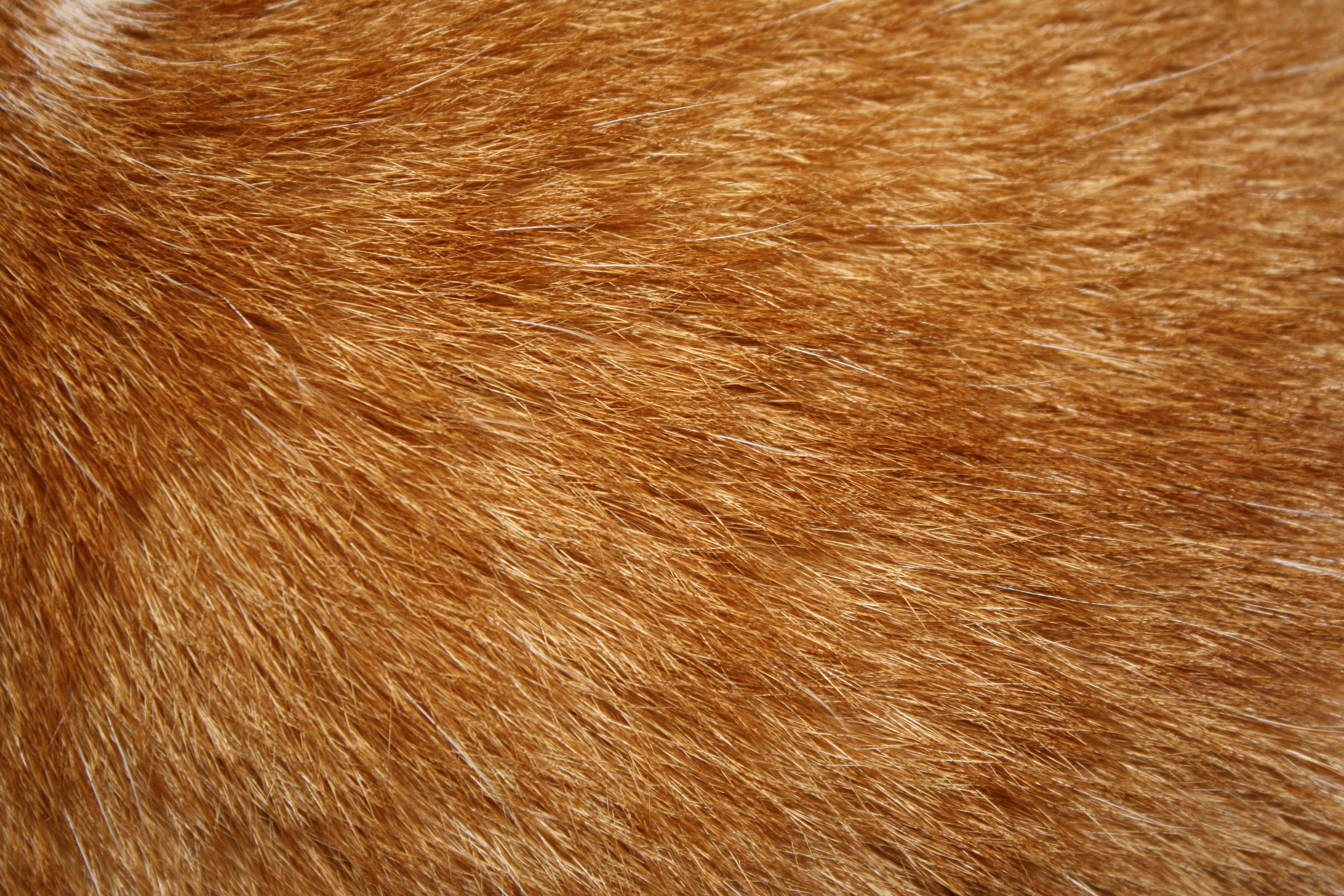  , texture fur, fur texture background, background