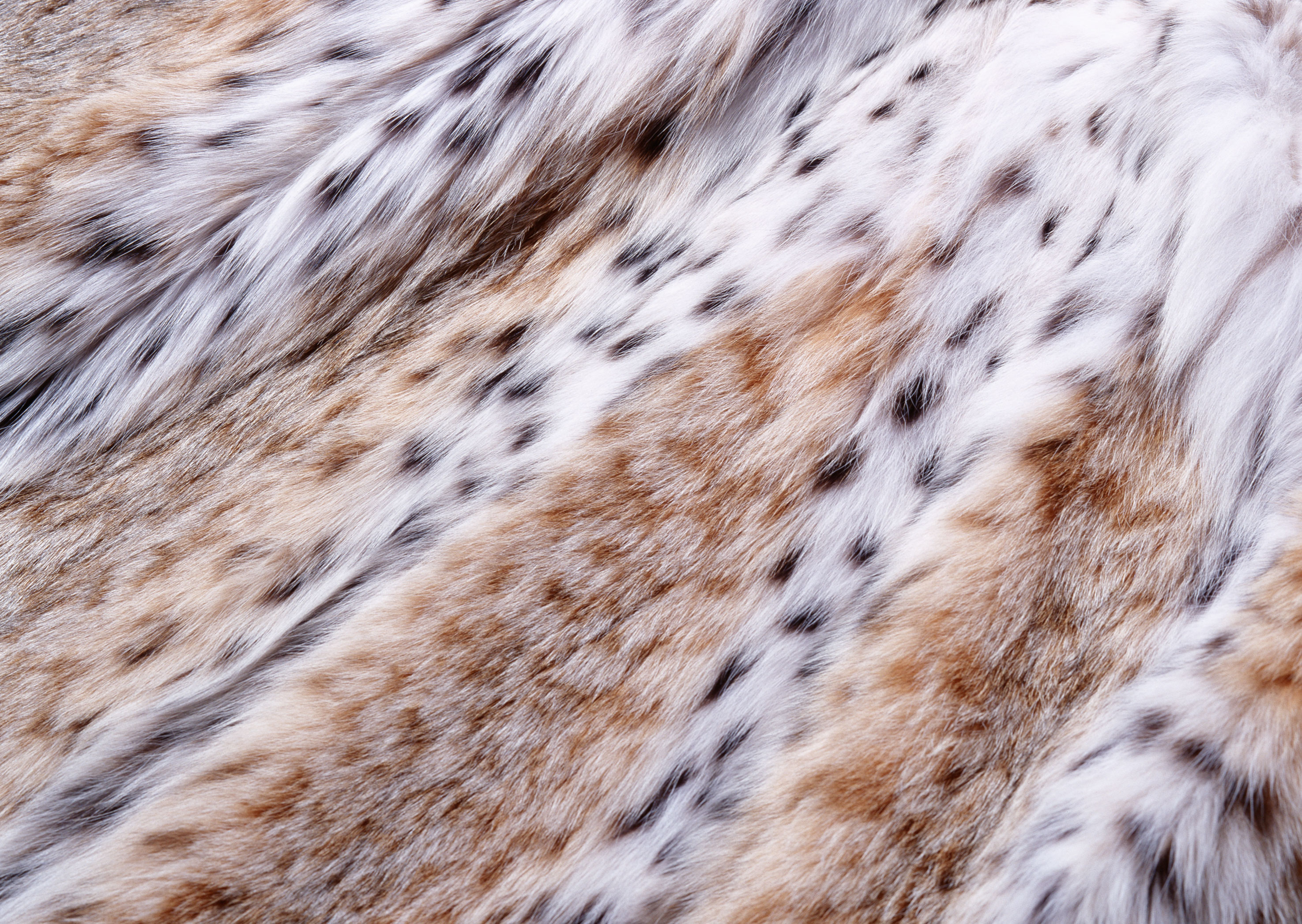 Fur texture background image