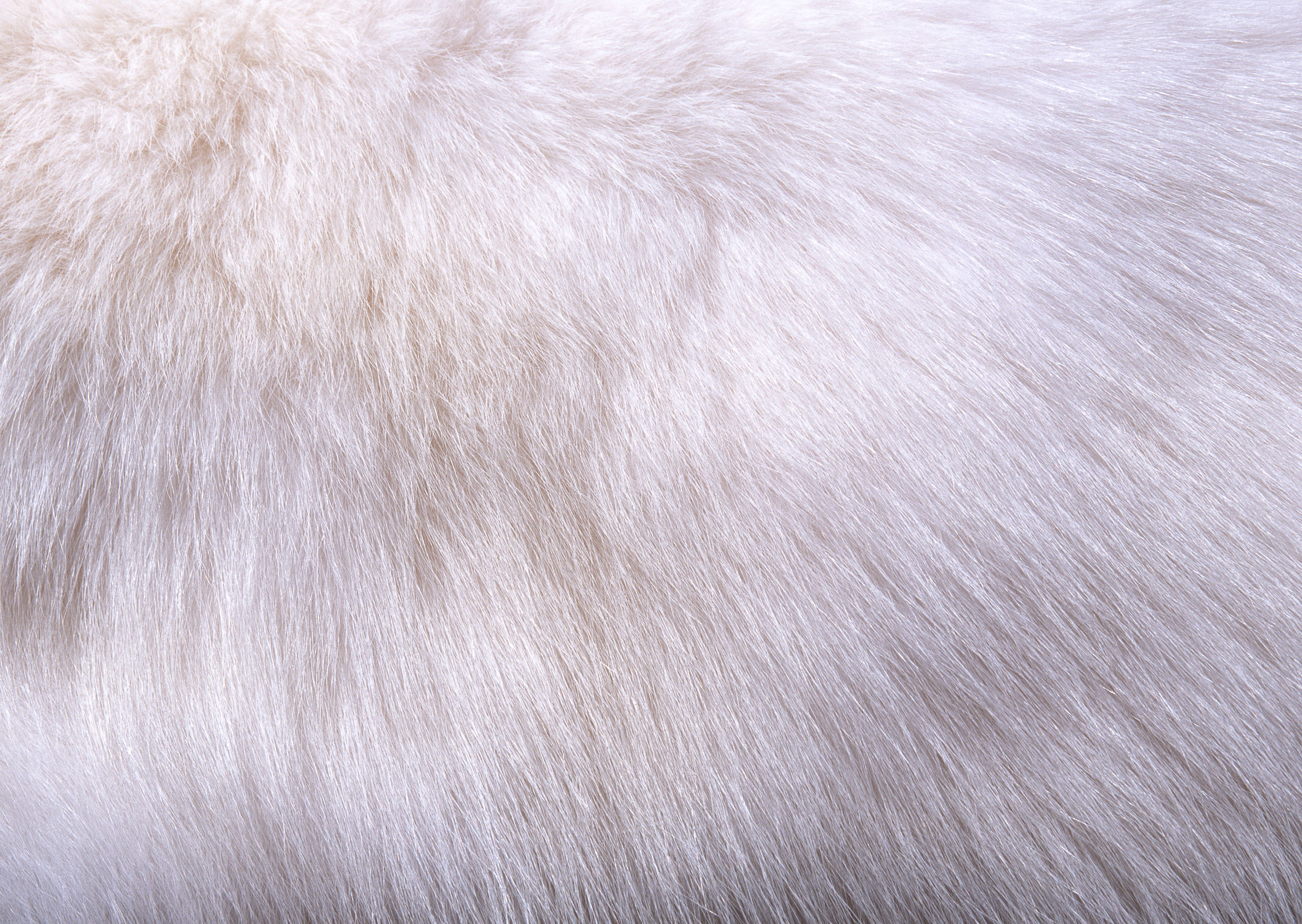 White fur texture background image