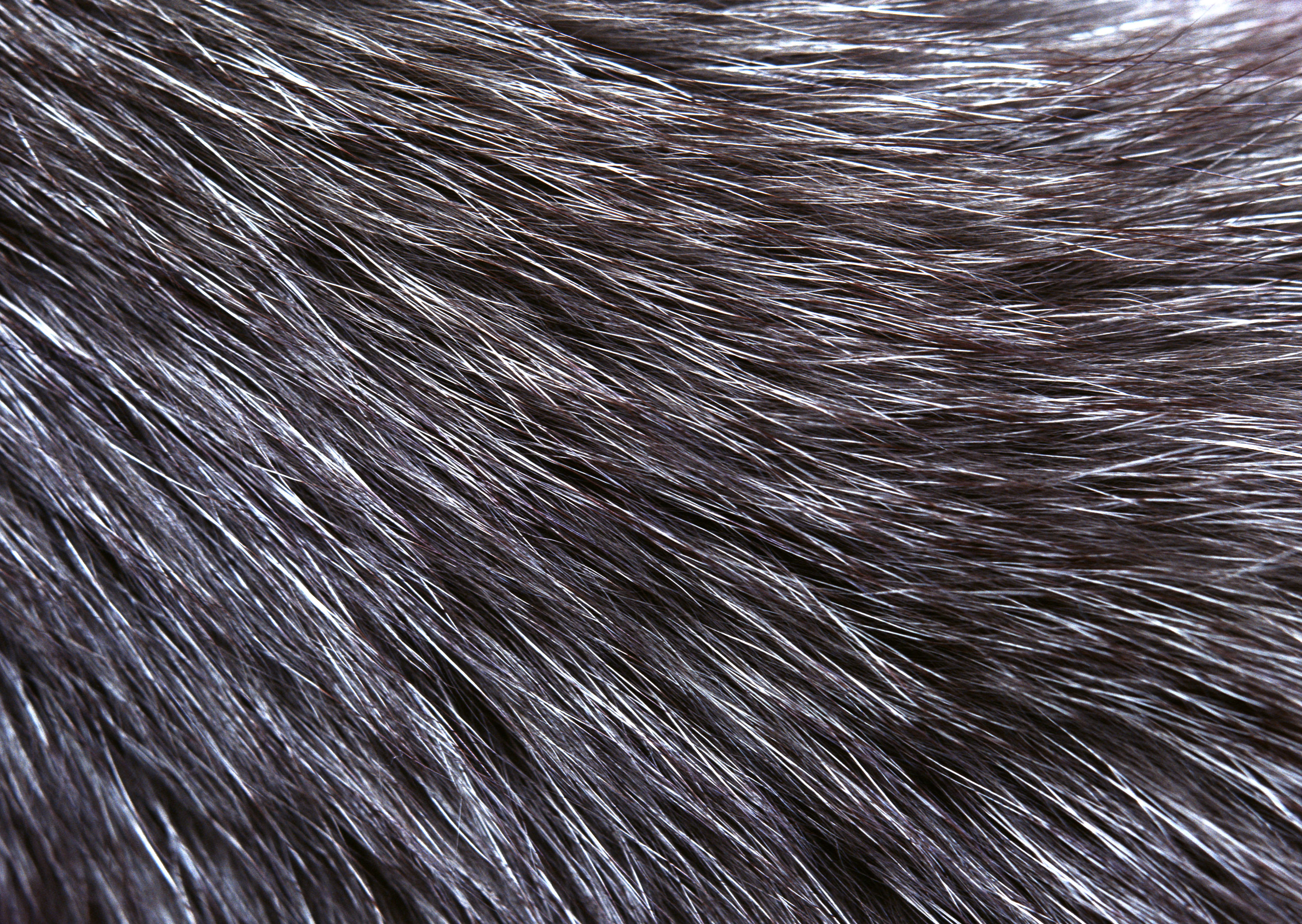 Natural fur texture background image