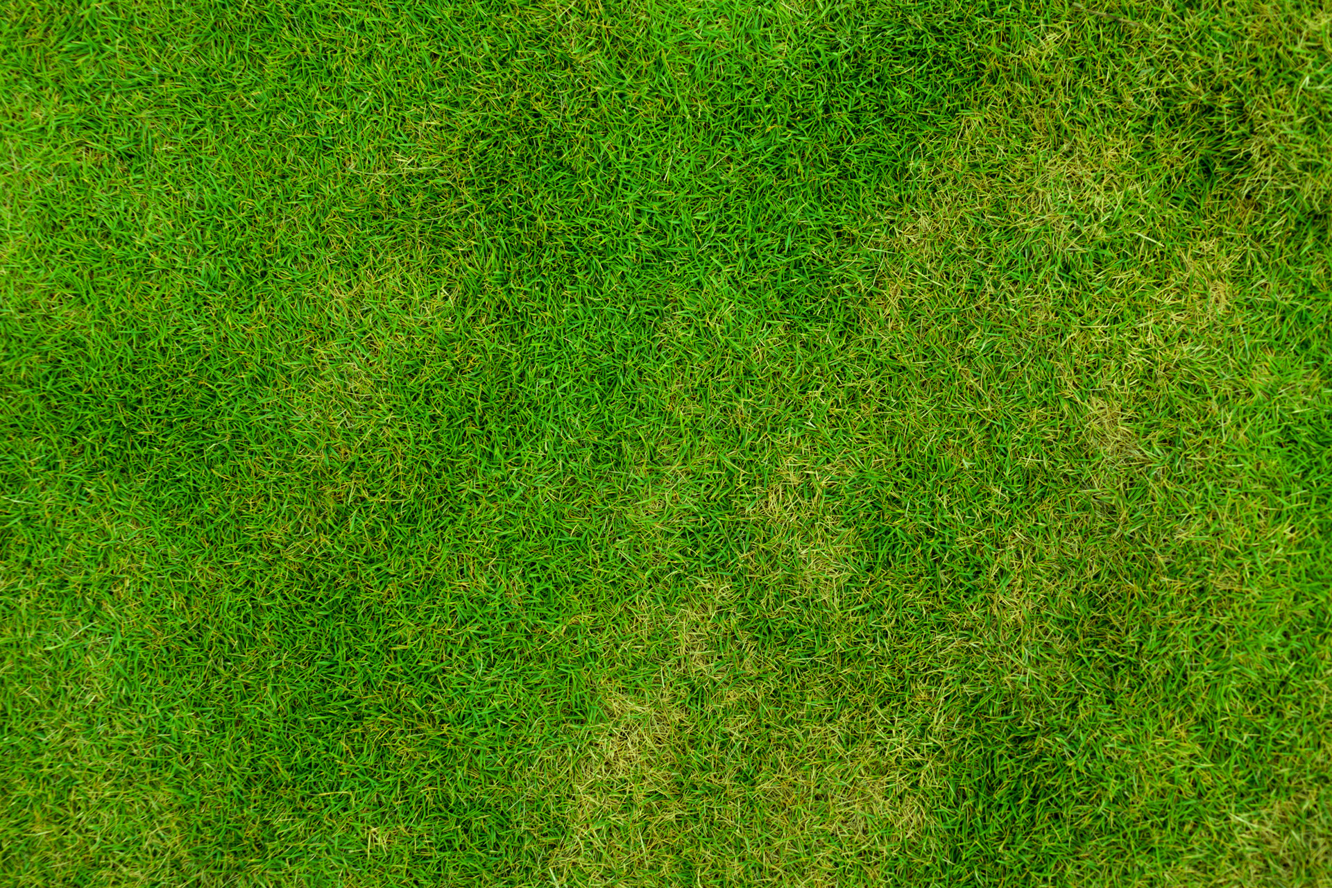 green grass texture, texture, download photo, background
