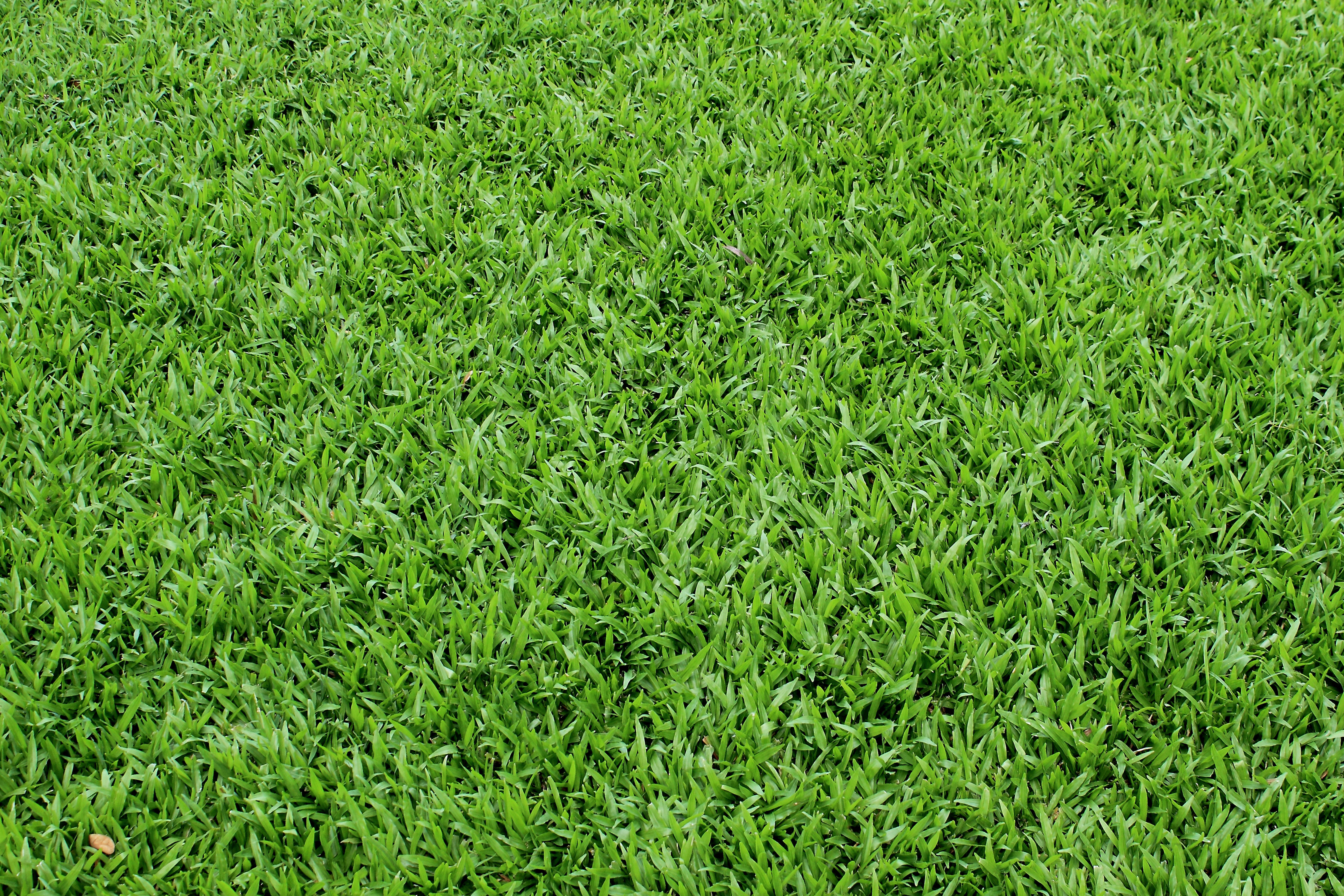 green grass texture, texture download photo, background, green grass