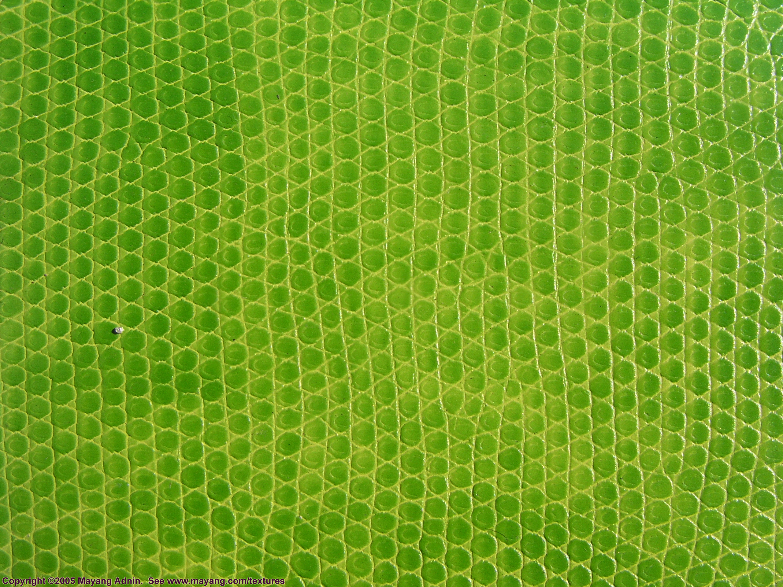 green snake leather texture, background, leather background, leather background