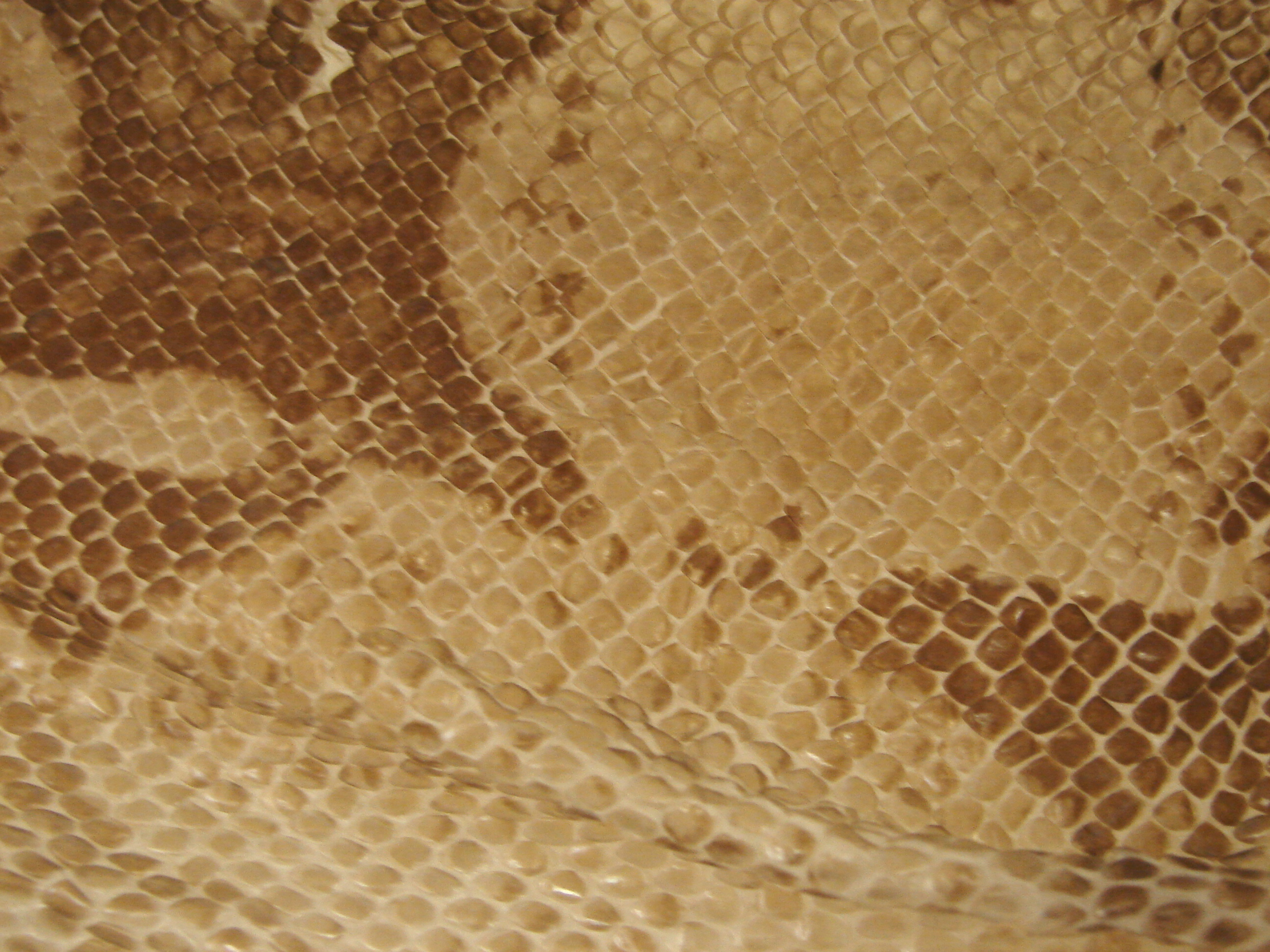 snake leather texture, background, leather background, leather background