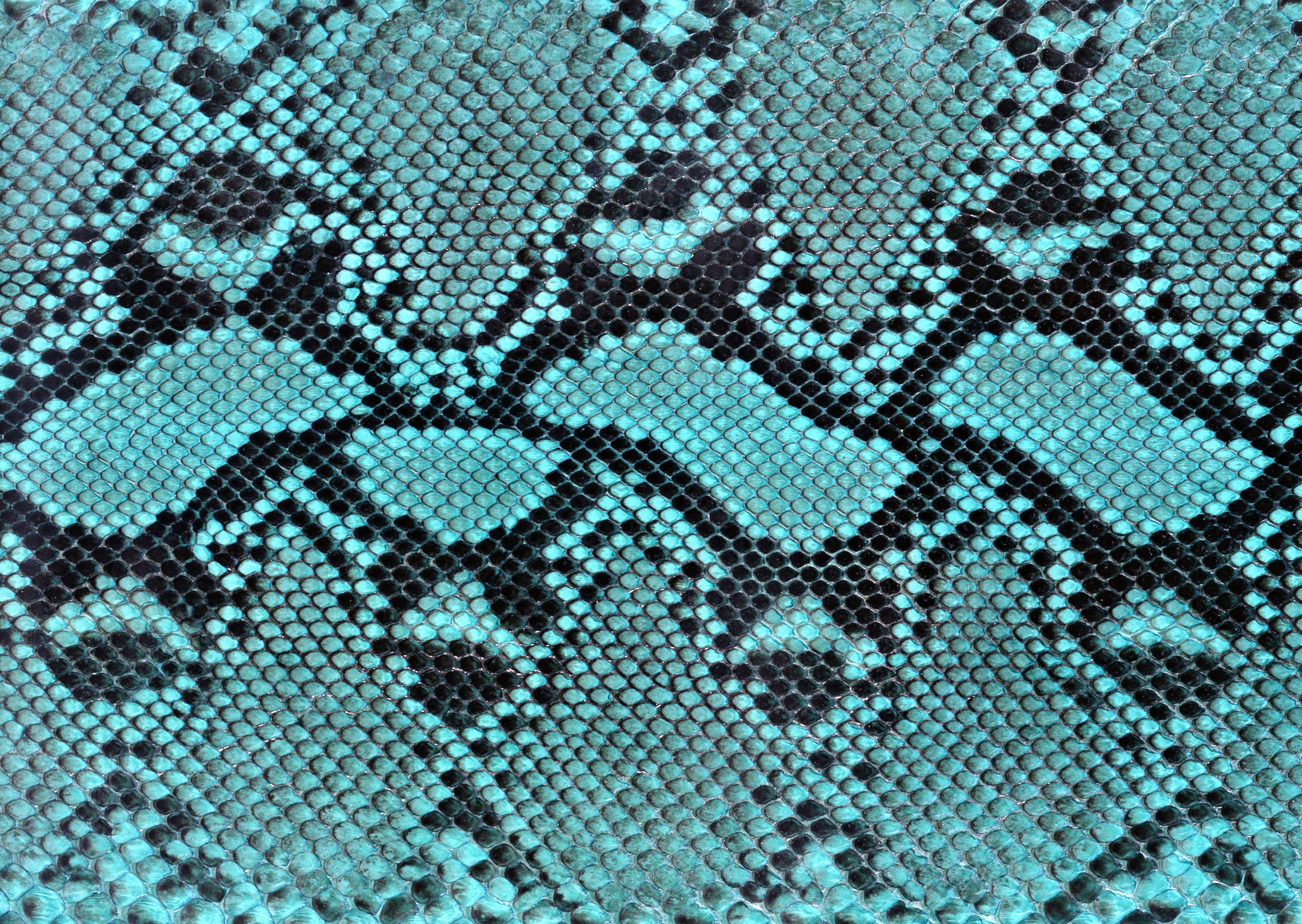 Snake leather texture background image