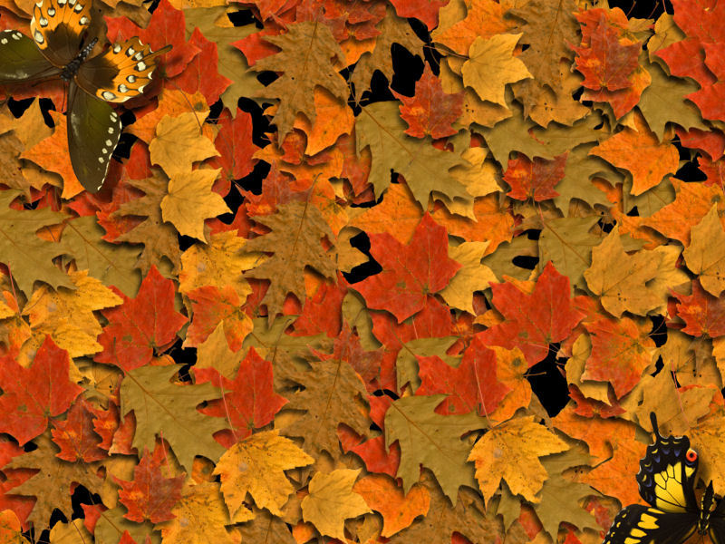 texture leaf autumn, foliage, download photo, leaves texture