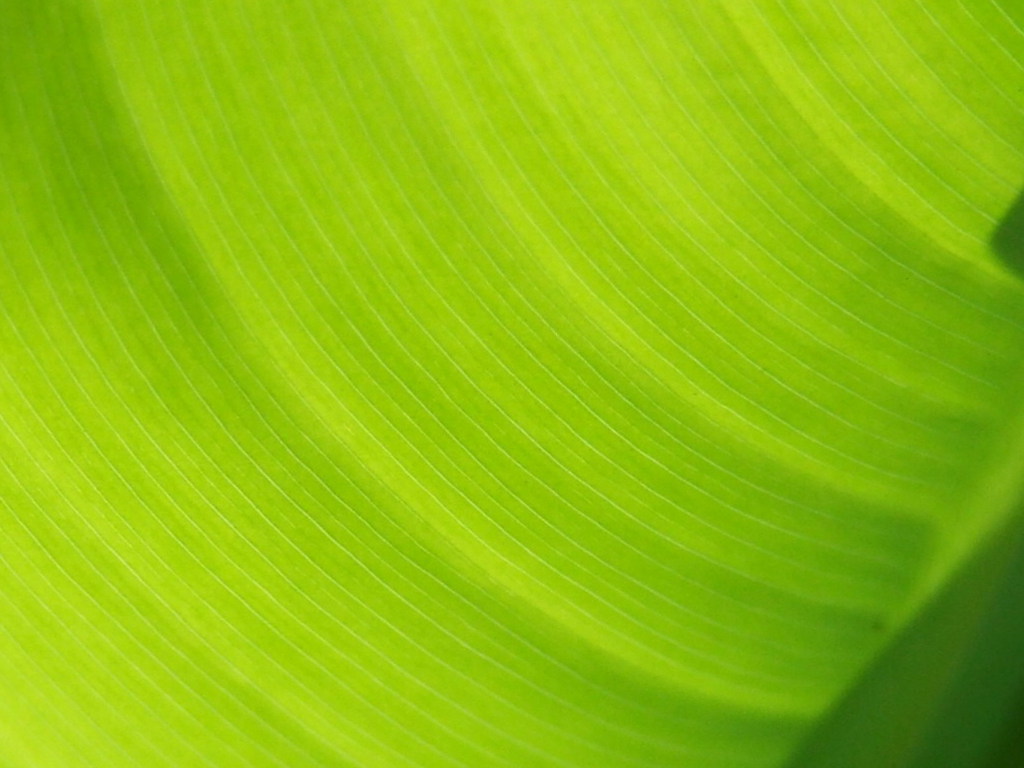 green leaf, download photo, texture, green leave texture, background