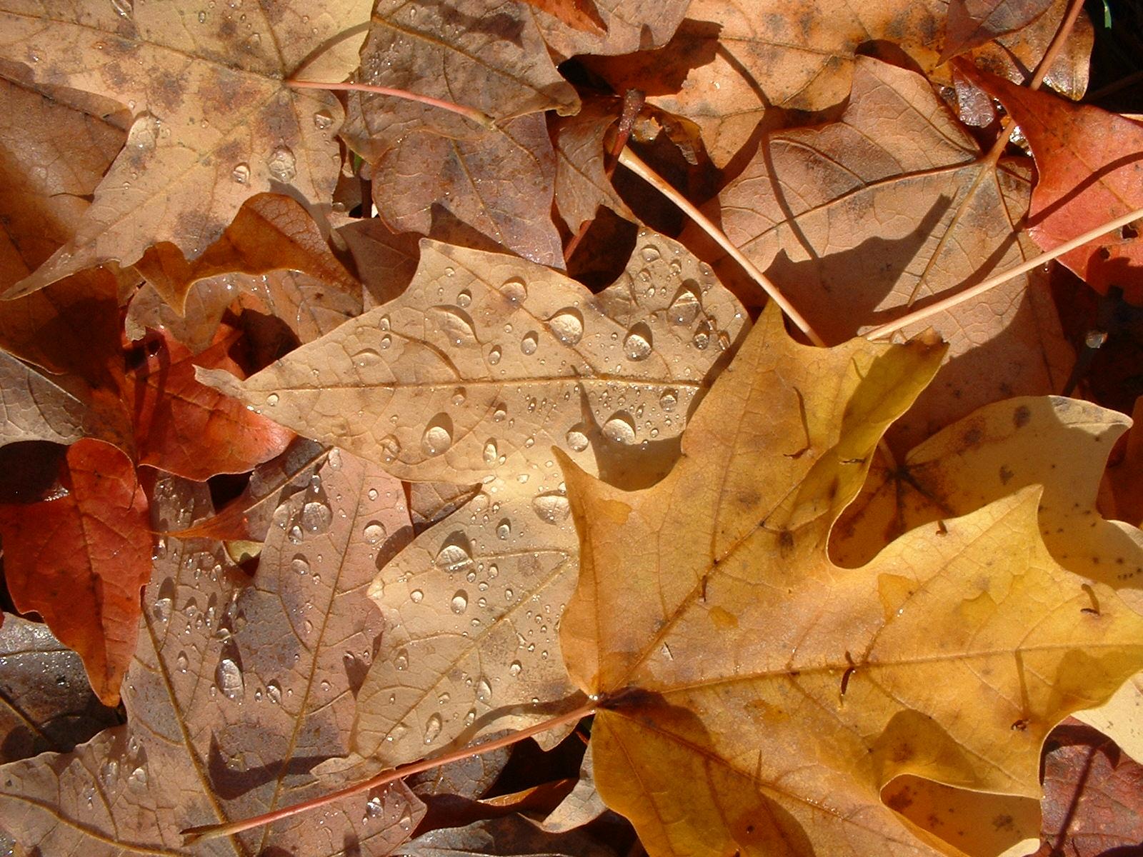 texture leaf , autumn, foliage, download photo, leaves texture