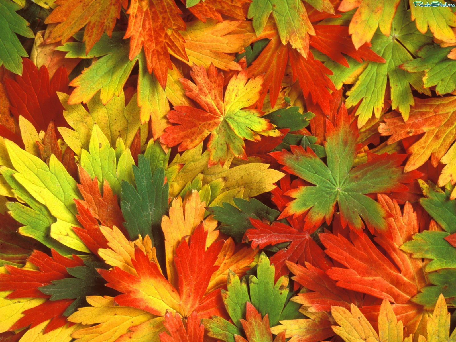 texture autumn leaves, autumn, foliage, download photo, leaves texture, colorful leaves