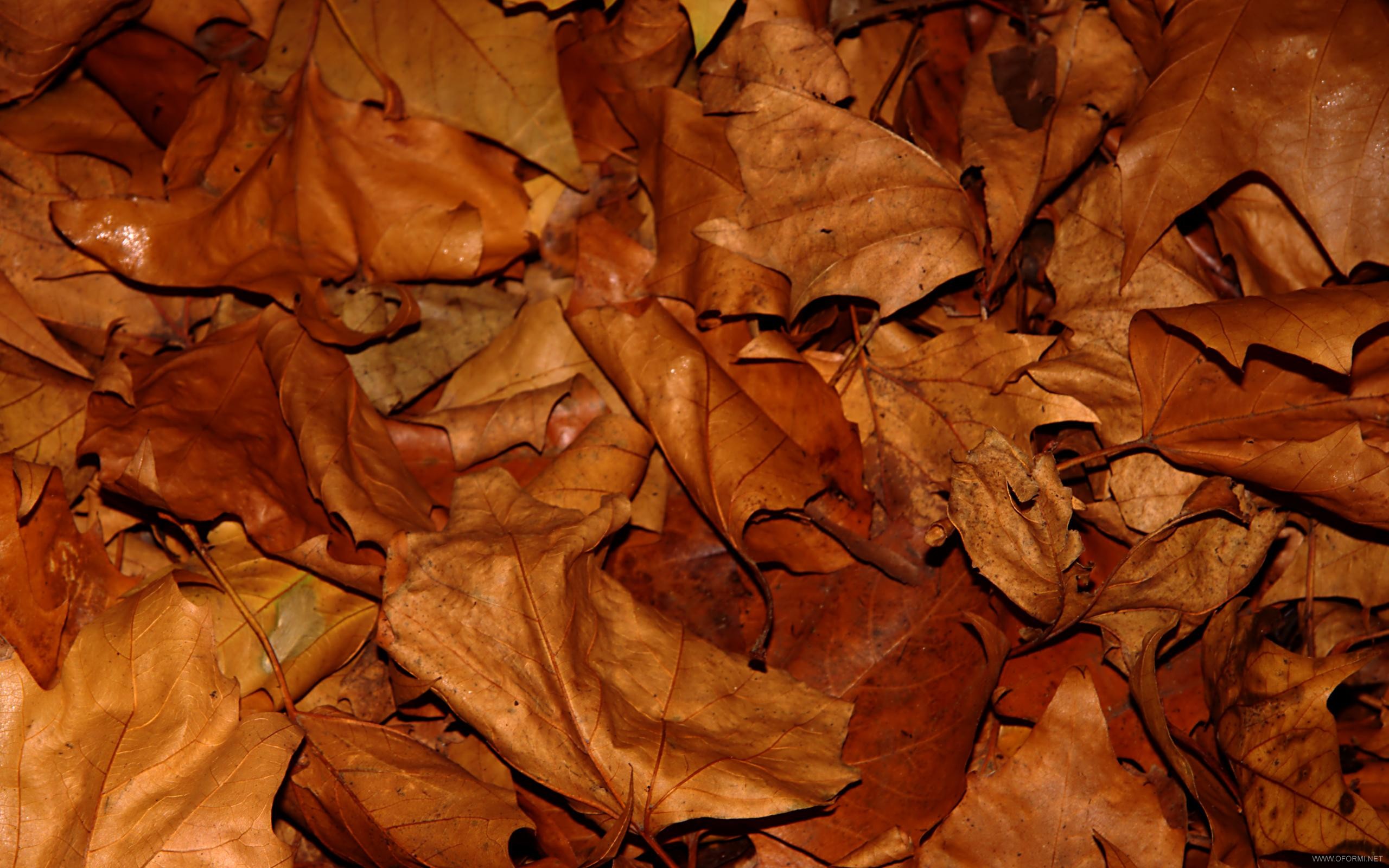 texture autumn leaf, autumn, foliage, download photo, leaves texture