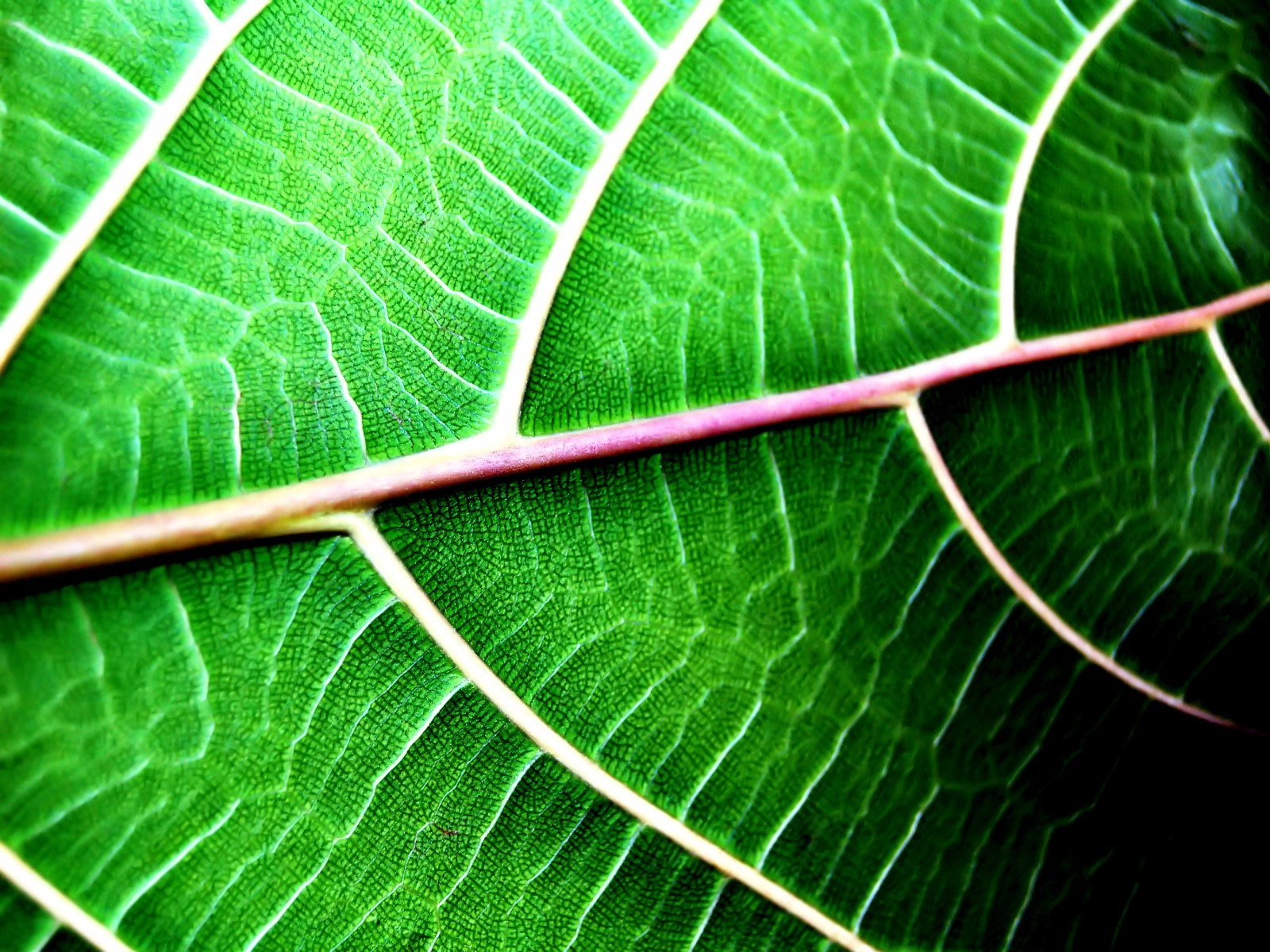 green leaf, download photo, texture, green leaves texture, background