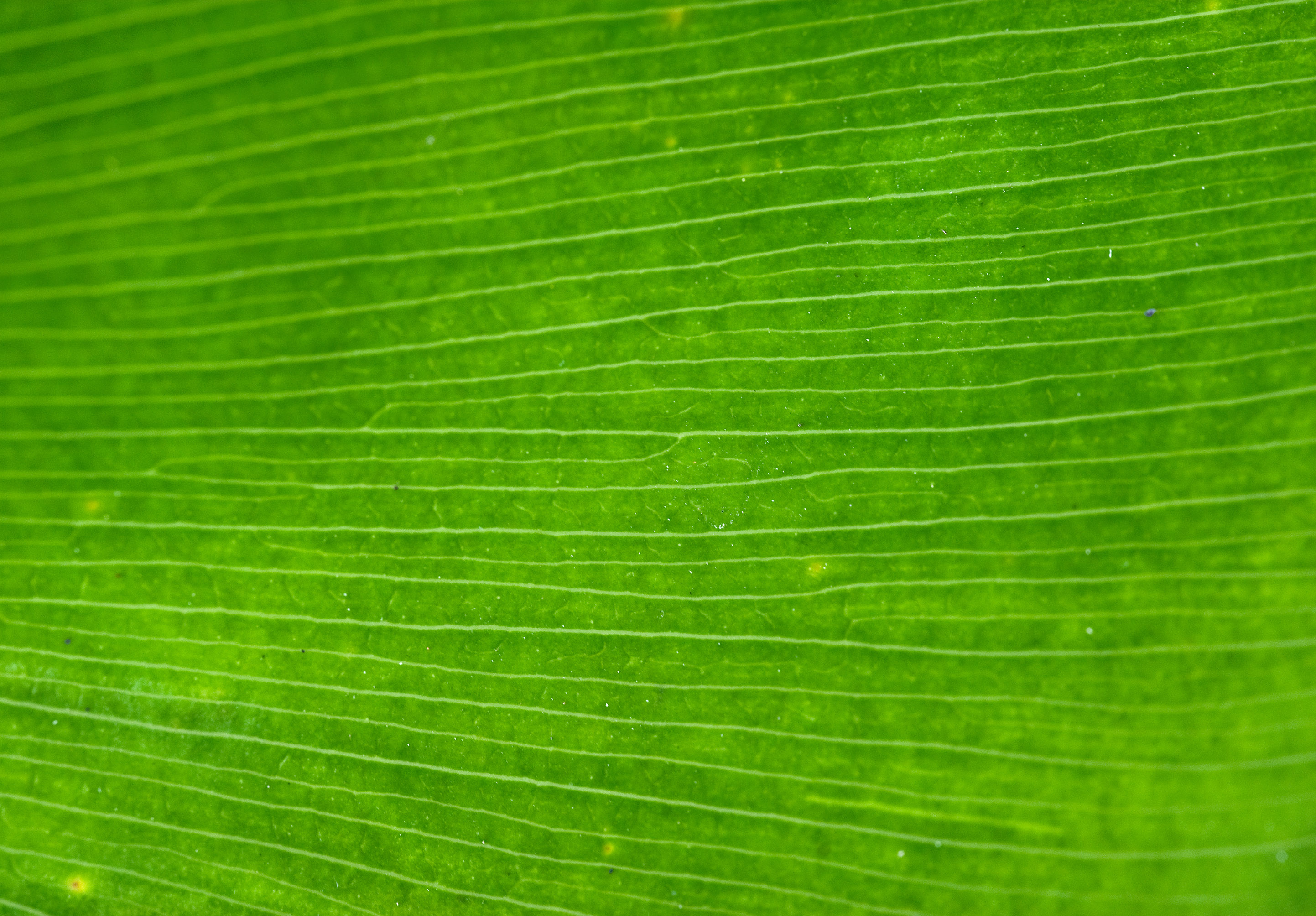 palm, leaf, texture, green leaf texture