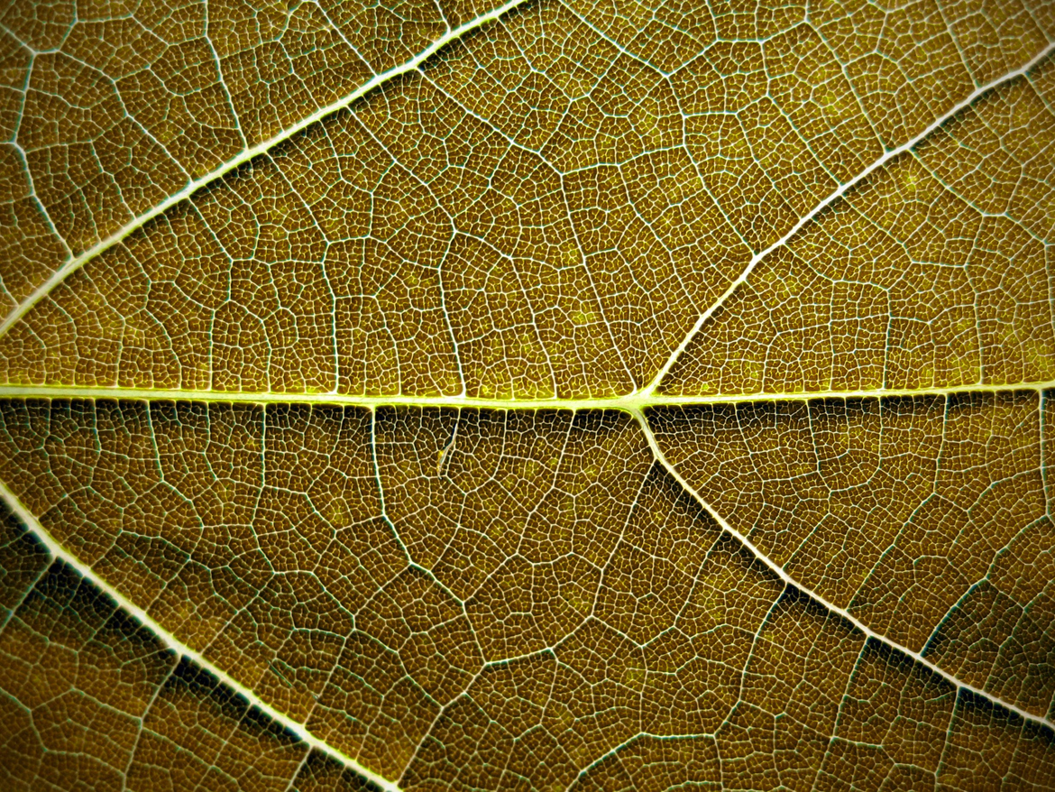 brown leaf texture background image