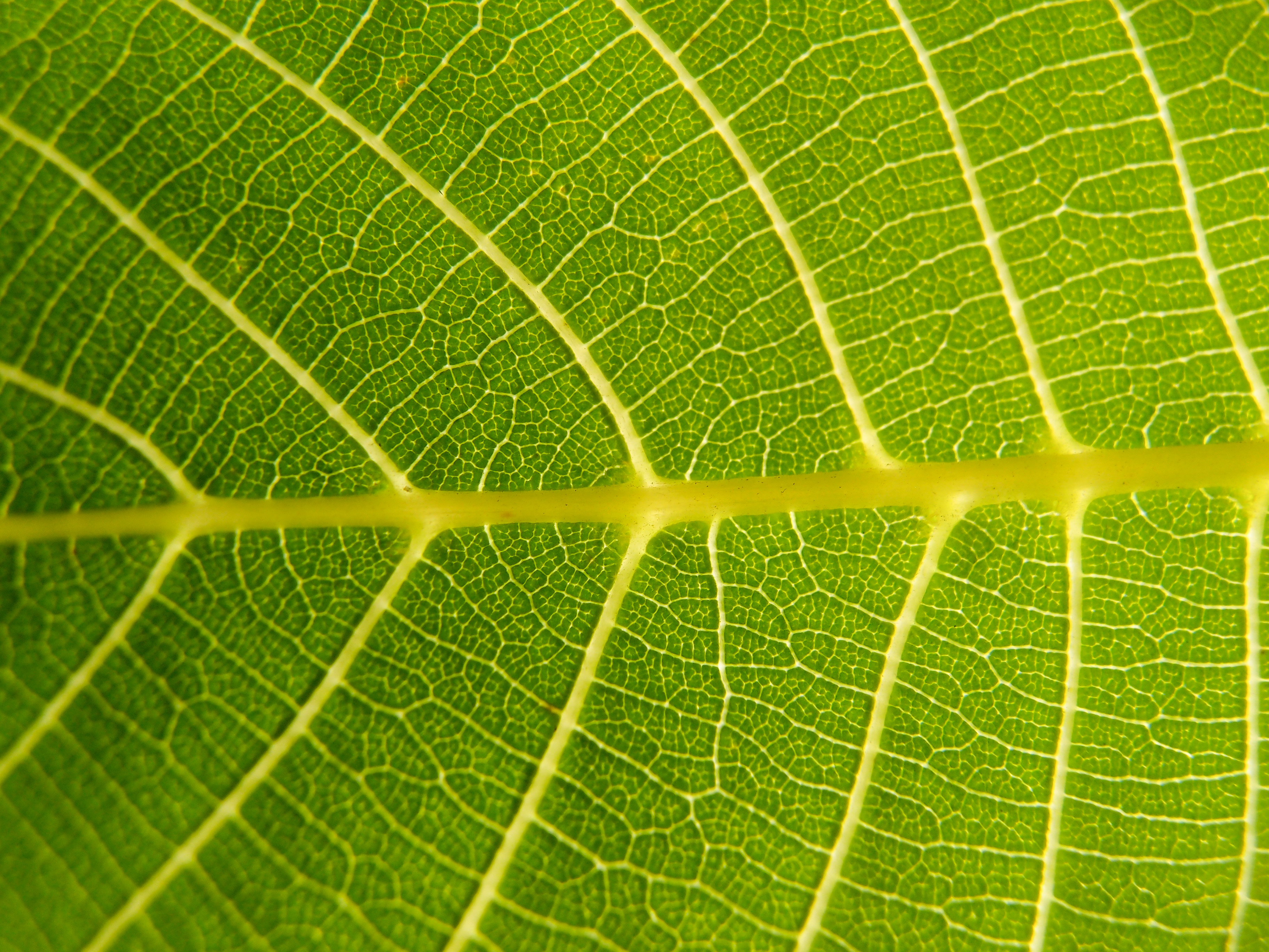 green leaf texture background image