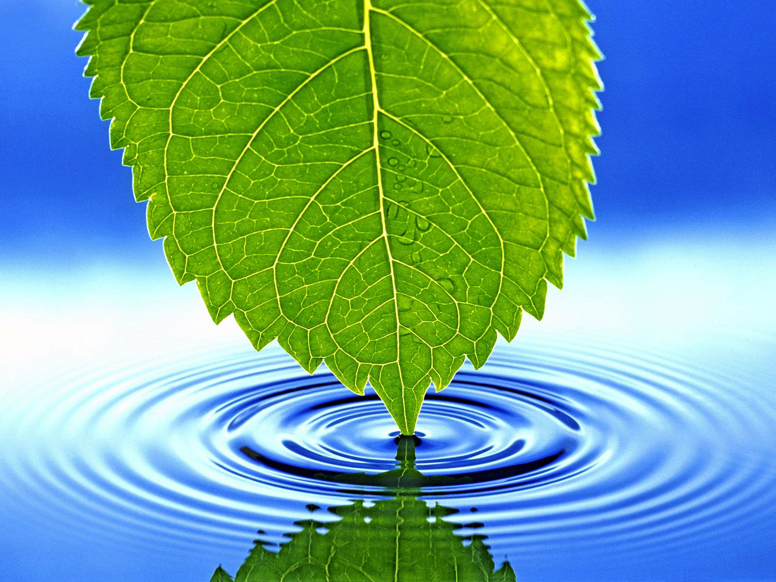 green leaf, blue, background, texture, blue water