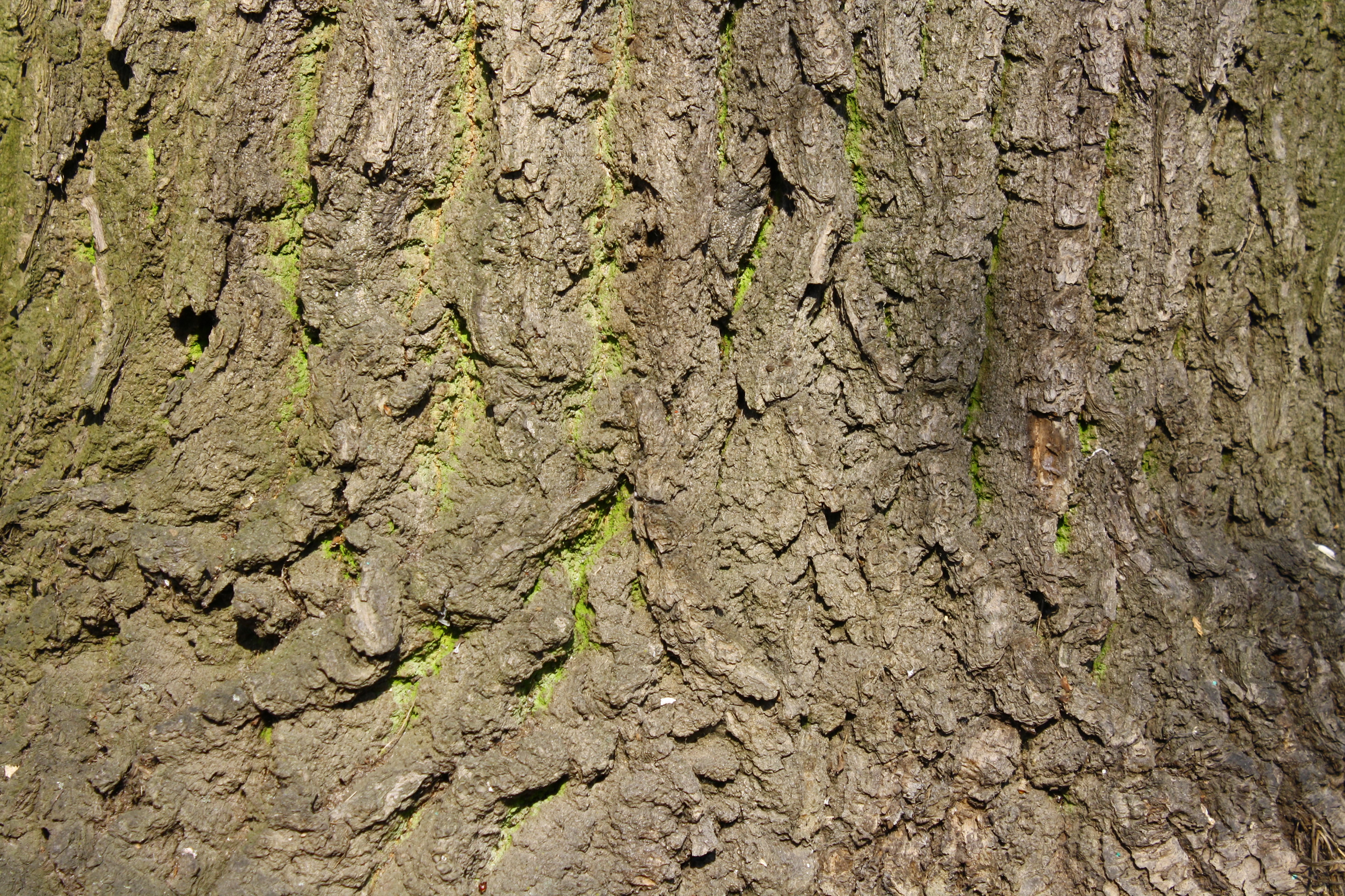 tree wood, tree wood, download photo, texture, background, download photo