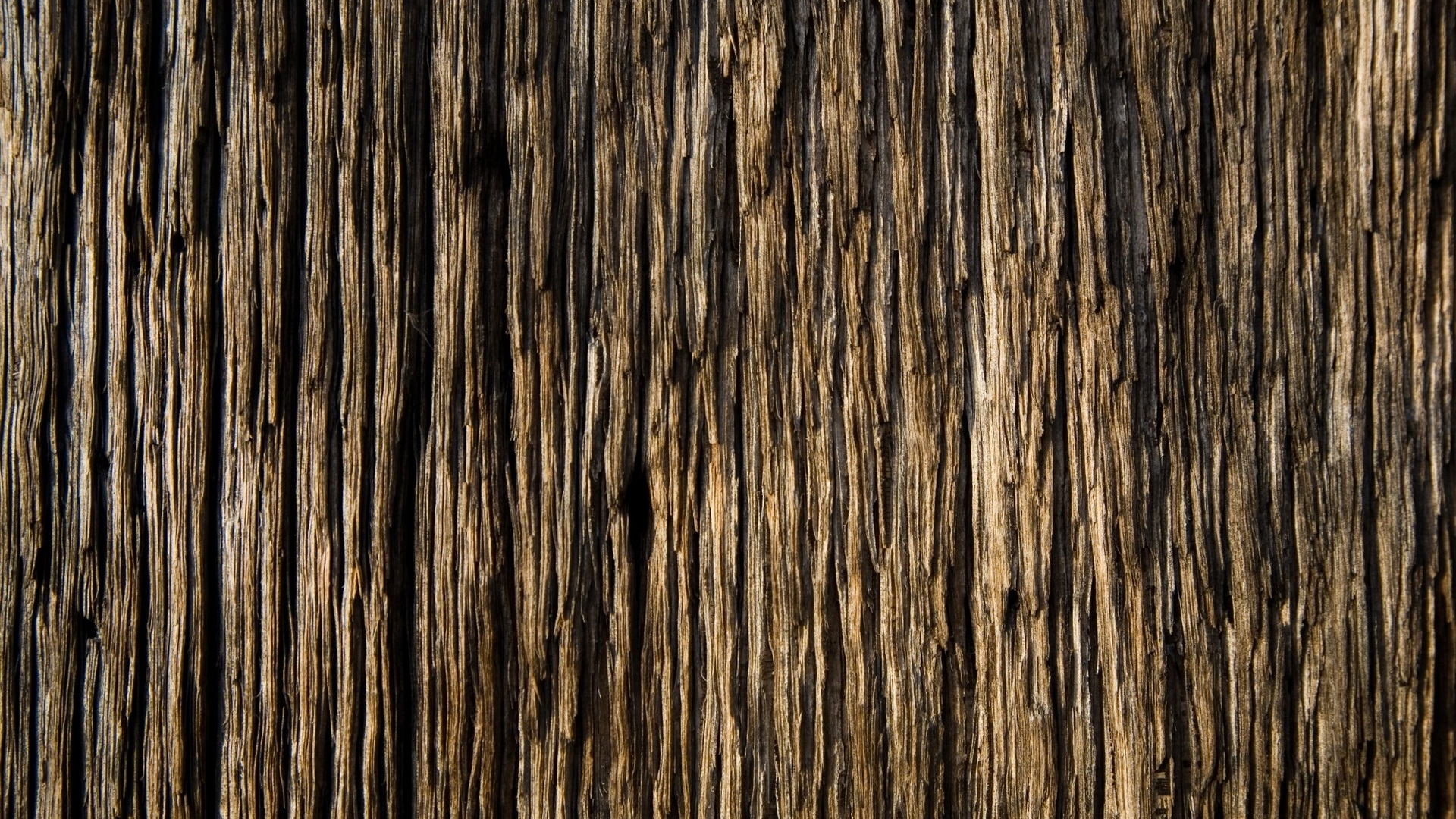 tree wood, texture, background, wood